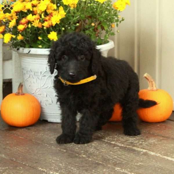 Tex, Goldendoodle Puppy