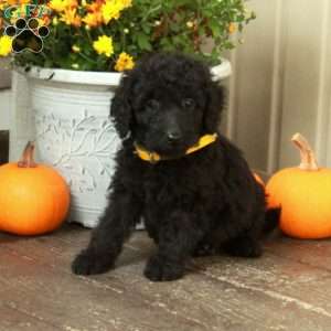 Tex, Goldendoodle Puppy
