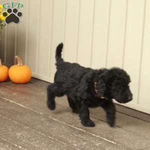 Tex, Goldendoodle Puppy