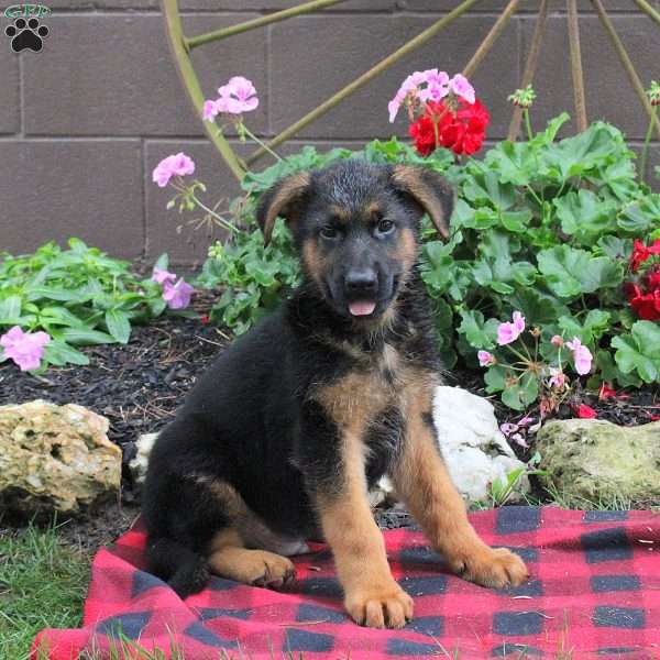 Texas, German Shepherd Puppy