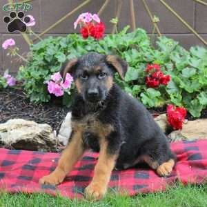 Texas, German Shepherd Puppy