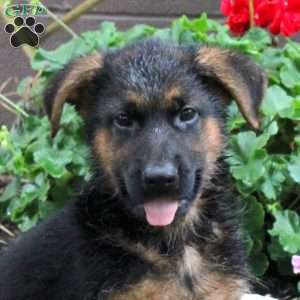Texas, German Shepherd Puppy