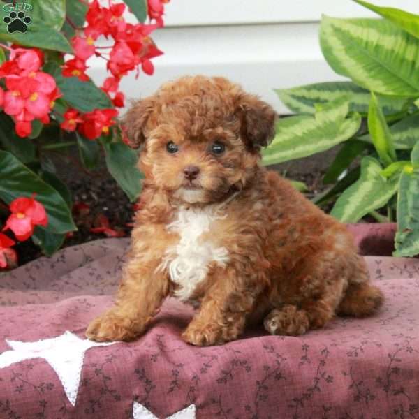 Thea, Toy Poodle Puppy