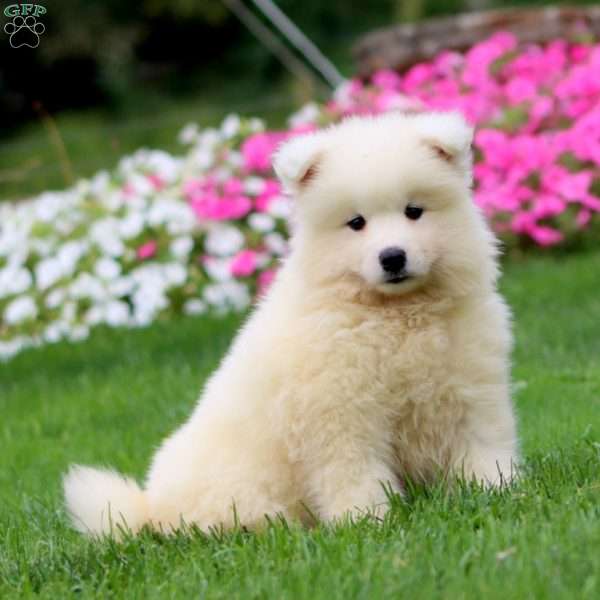 Thea, Samoyed Puppy
