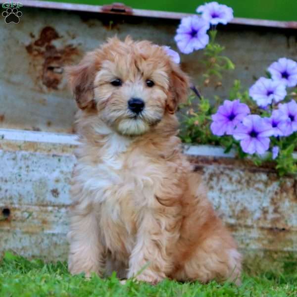 Thea, Mini Whoodle Puppy