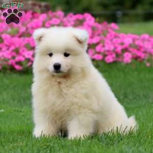 Thea, Samoyed Puppy