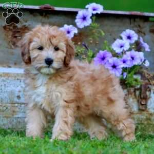 Thea, Mini Whoodle Puppy