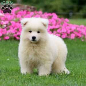 Thea, Samoyed Puppy