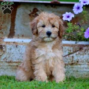 Thea, Mini Whoodle Puppy
