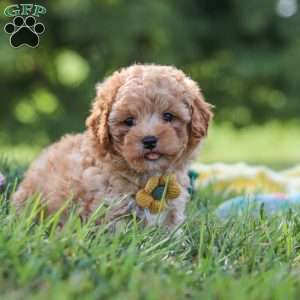 Theo, Yorkie Poo Puppy