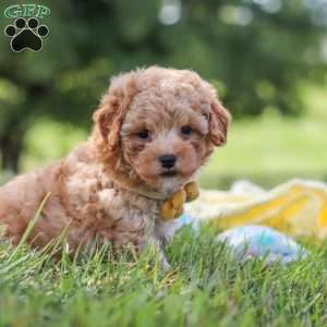 Theo, Yorkie Poo Puppy