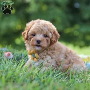 Theo, Yorkie Poo Puppy