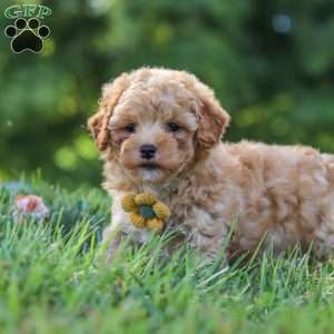 Theo, Yorkie Poo Puppy