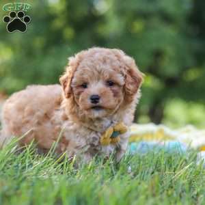 Theo, Yorkie Poo Puppy