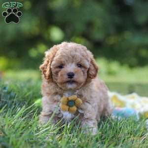 Theo, Yorkie Poo Puppy