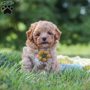 Theo, Yorkie Poo Puppy