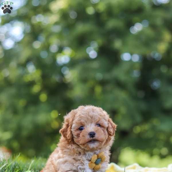 Theo, Yorkie Poo Puppy