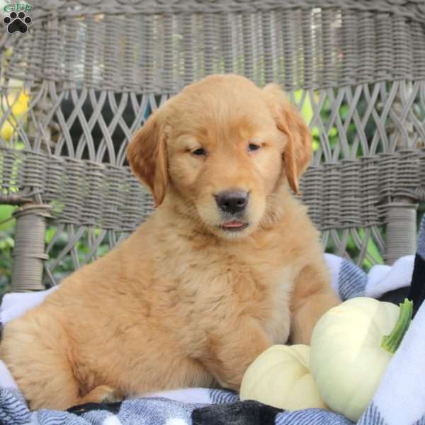 Theo, Golden Labrador Puppy