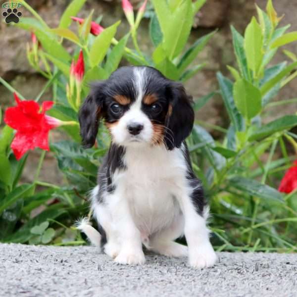 Theo, Cavalier King Charles Spaniel Puppy