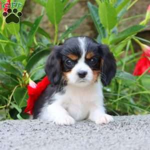 Theo, Cavalier King Charles Spaniel Puppy