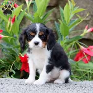 Theo, Cavalier King Charles Spaniel Puppy