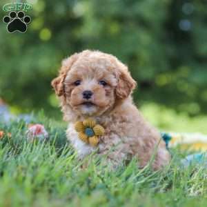 Theo, Yorkie Poo Puppy