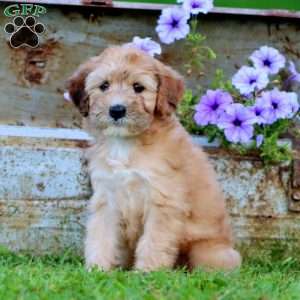 Thomas, Mini Whoodle Puppy