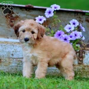 Thomas, Mini Whoodle Puppy