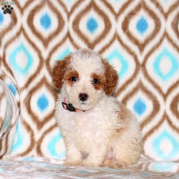 Tiana, Miniature Poodle Puppy