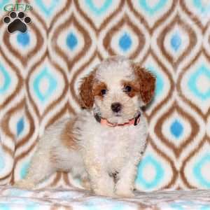 Tiana, Miniature Poodle Puppy