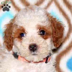 Tiana, Miniature Poodle Puppy