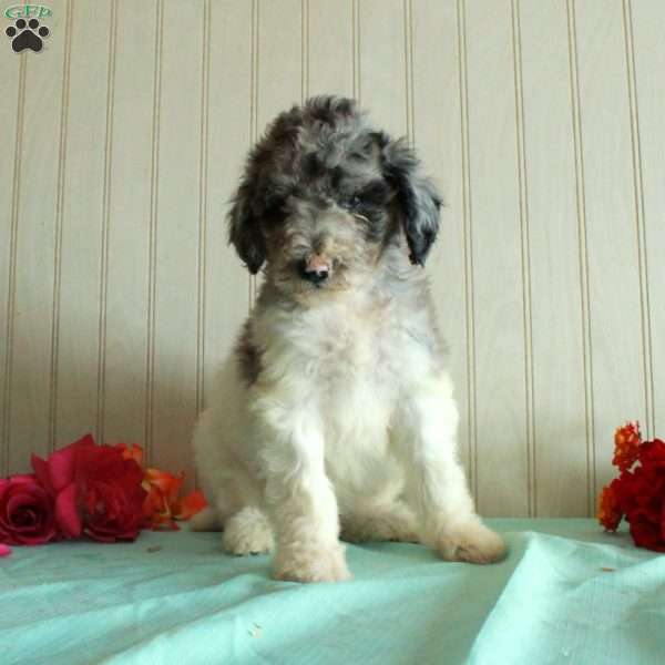 Tiff, Standard Poodle Puppy
