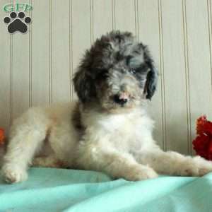 Tiff, Standard Poodle Puppy