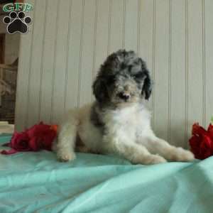 Tiff, Standard Poodle Puppy