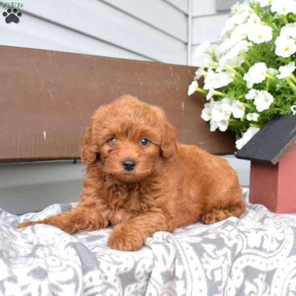 Tiffany, Miniature Poodle Puppy