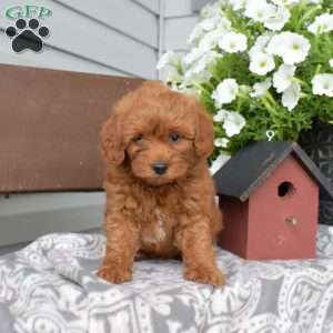 Tiffany, Miniature Poodle Puppy