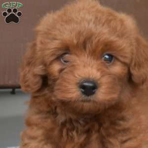 Tiffany, Miniature Poodle Puppy