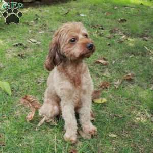 Archie, Shih Tzu Mix Puppy