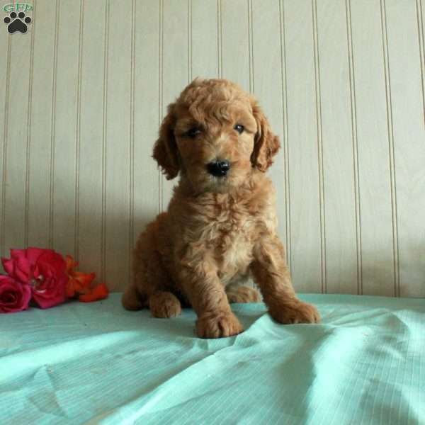 Tiger, Standard Poodle Puppy