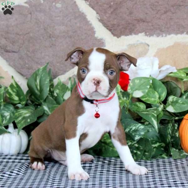Tiger, Boston Terrier Puppy