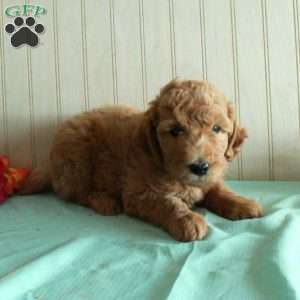 Tiger, Standard Poodle Puppy