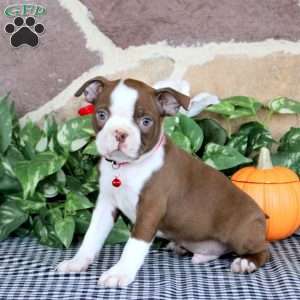 Tiger, Boston Terrier Puppy