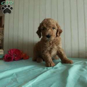 Tiger, Standard Poodle Puppy