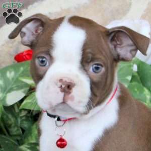Tiger, Boston Terrier Puppy