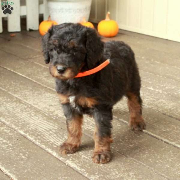 Tillie, Goldendoodle Puppy