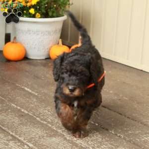 Tillie, Goldendoodle Puppy