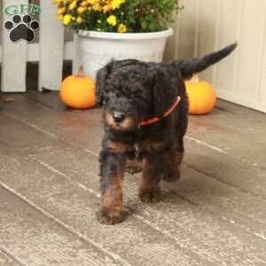 Tillie, Goldendoodle Puppy