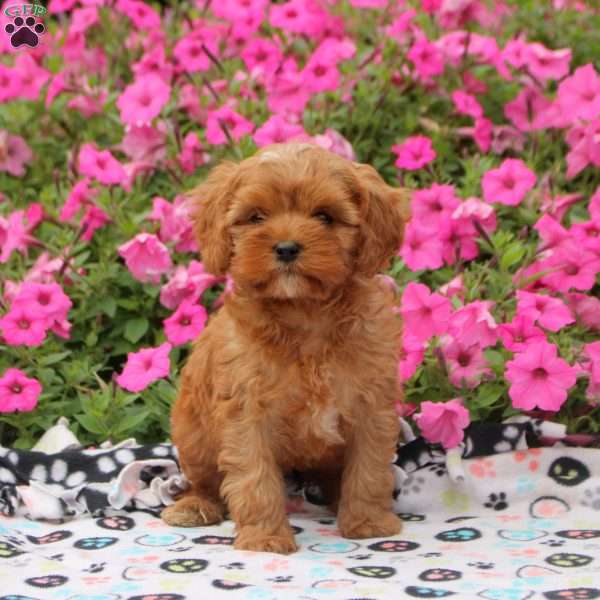 Tilly, Cavapoo Puppy