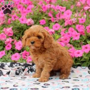 Tilly, Cavapoo Puppy