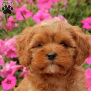 Tilly, Cavapoo Puppy